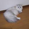 美人な長毛ペルシャMIX 6歳 サムネイル6