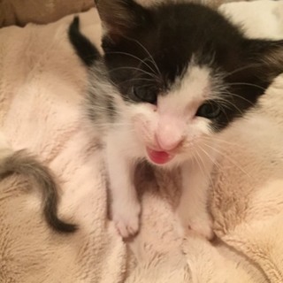 一ヶ月おっとり黒白とシャム系♀の2匹ペアで募集