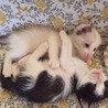 一ヶ月おっとり黒白とシャム系♀の2匹ペアで募集 サムネイル6