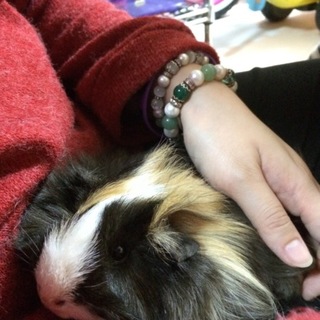 モルモットのメスとオス