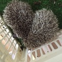 ハリネズミの赤ちゃん２匹