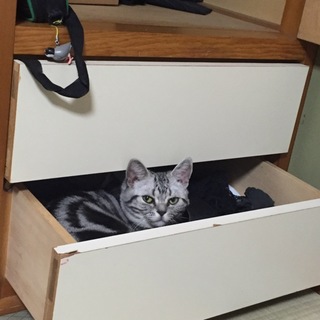 可愛いアメリカショートヘアー 里親募集中