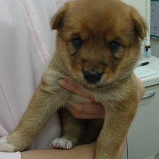 台風前に保護したコロコロ、コロちゃん