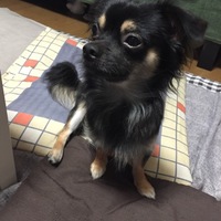 チロル