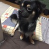 チロル