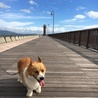 はるんぷるる