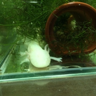 ウーパールーパーアルビノ 2匹