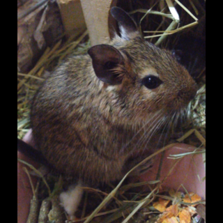 デグーの姉妹(生後４ヶ月)