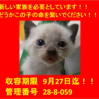 里親決定！！お迎えありがとうございました(^^♪