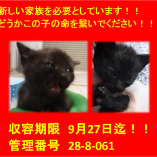 里親決定！！お迎えありがとうございました(^^♪