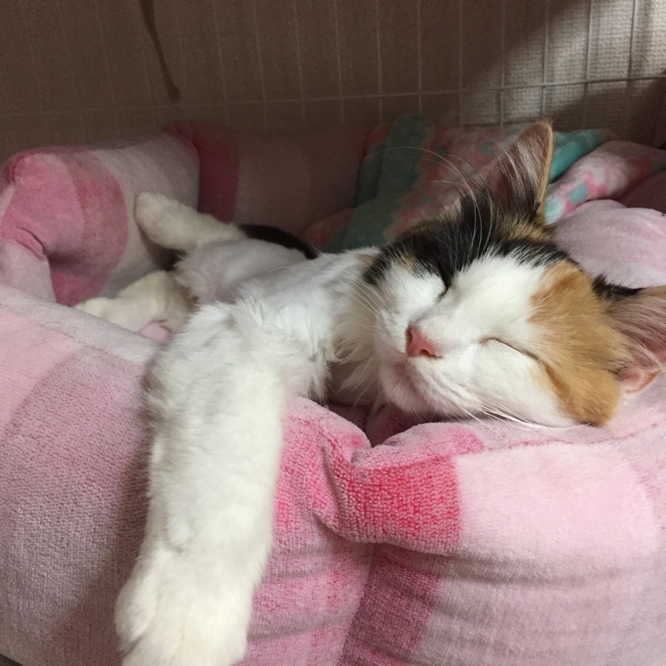 ベリーのカバー写真