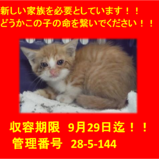 里親決定！！お迎えありがとうございました(^^♪