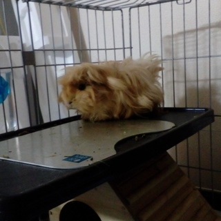 モルモットの里親を募集しております。