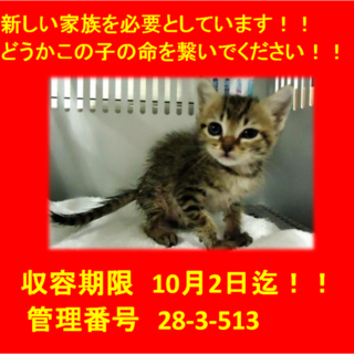 里親決定！！お迎えありがとうございました(^^♪