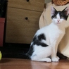 甘えん坊のオスの子猫ちゃん♪ サムネイル2