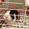 かおりーぬ
