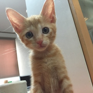 可愛い2匹仲良しです★①優しいお顔のおっとり茶トラ