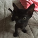 可愛い2匹仲良しです★ ②クリクリお目目の黒ちゃん