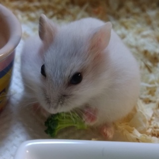 パールホワイトの男の子