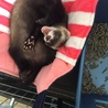 ねむねむ