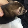 首根っこはたるんたるん