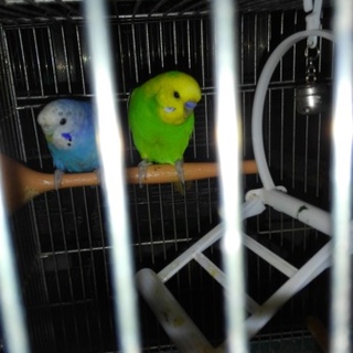 交渉中の為一時募集停止