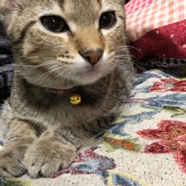 4268のカバー写真