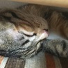 の写真