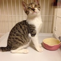 緊急募集！ この子を野良猫にはしたくないんです！