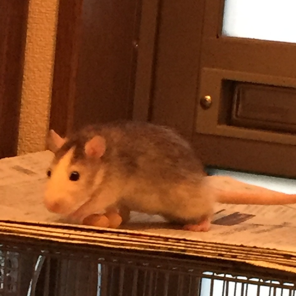 ハスキーのカバー写真