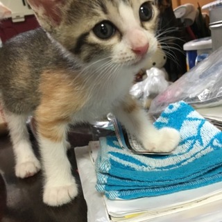 人懐こい三毛の子猫