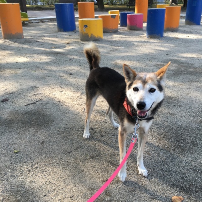 ひまわりきいろのカバー写真