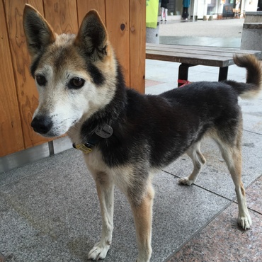 どんちゃんの写真