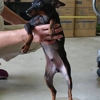 ミニチュアピンシャー