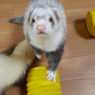 2匹のフェレットの里親募集します