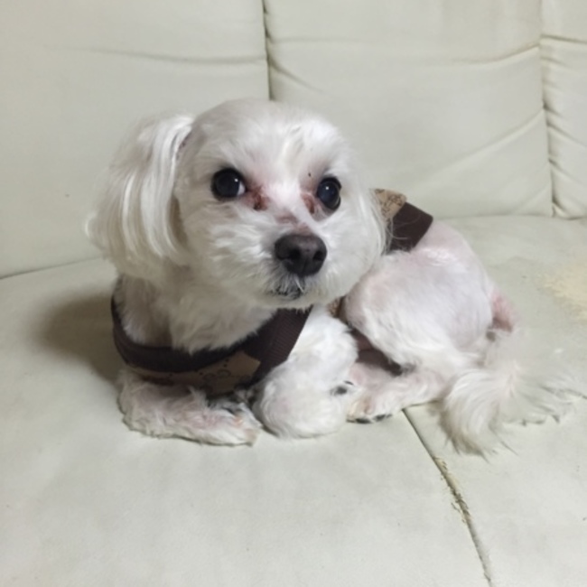 なな テディ プチのカバー写真
