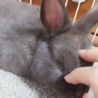 ウサギ ネザーランドドワーフ 9ヶ月♂ サムネイル3