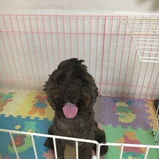 元気なコッカーです。