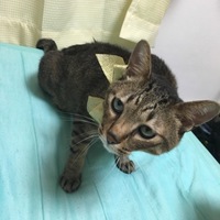 ぽあん