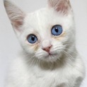 ブルーの瞳の白子猫