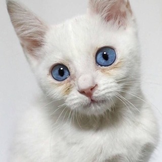 ブルーの瞳の白子猫