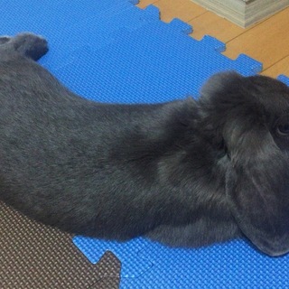 一旦募集中止 ポーランドロップイヤー里親募集