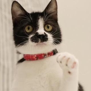 甘えん坊のスリゴロちょび君