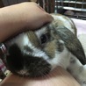 菊音