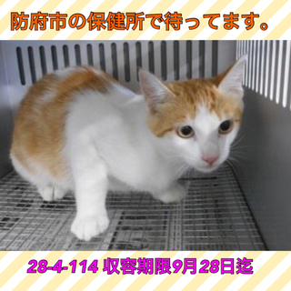 保健所収容の綺麗な猫ちゃんの里親募集