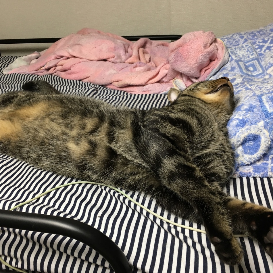太郎のカバー写真