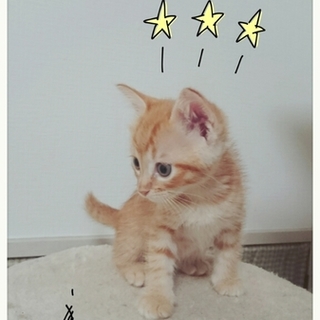 市川市より、人馴ればっちり可愛いキョウダイ♥ 