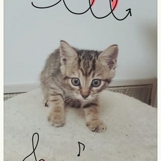 市川市より、人馴ればっちり可愛いキョウダイ♥ 