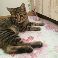 ユメ