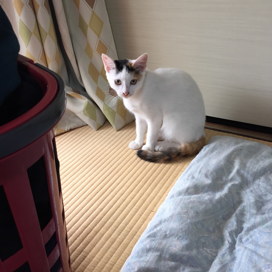 クロ珠、シロ珠、珠子ですのカバー写真